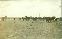 [Cattle with house, windmill and cowboy on horseback in distance]