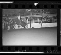 Don Frankenberger on Bull #191
