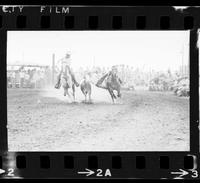 Tex Flynn Steer wrestling