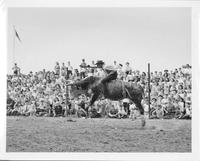 J.E. Ranch Rodeo Rochester, N.Y. early, 1930's
