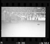 Clowns Bull fighting with Bull #126