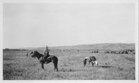 [Cowboy on horse roping steer]