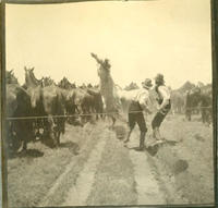 [Two Cowboys roping a horse from a herd of horses]