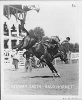 Stormy Smith - Bald Hornet