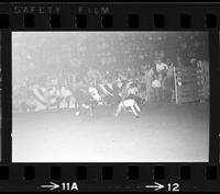 Joe Hale off Bull #51