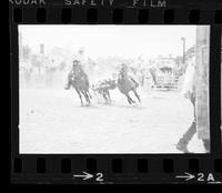 C.T. Jones Steer wrestling