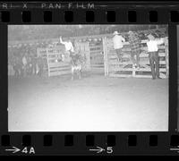 Nick Mosel on Bull #187