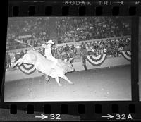 Sam Zarkie on Bull #44