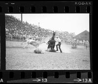 Linus Thornton Calf roping, 16.2 Sec