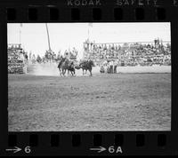 Buck Rutherford Steer wrestling