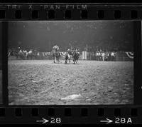 Bill Lee Steer wrestling