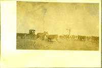 [Man in buggy surrounded by cattle with windmill in distance]