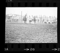 C.T. Jones Steer wrestling