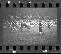 [Unknown Bull rider]