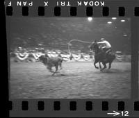 [Unknown Calf roper]