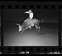 Sonny Malott on Bull #036