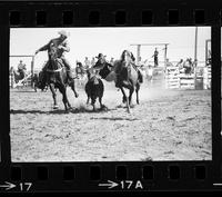 PeeWee Conway Steer wrestling