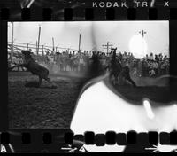Negative damaged:  Tom Anderson calf roping