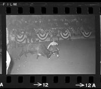 John Routh on Bull #