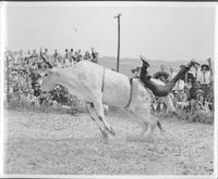 [Cowboy leaving a steer], Bud Mefford, Kissimmee, Fla.