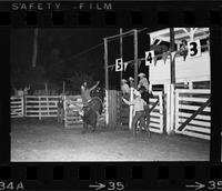 Lloyd Fitzpatrick on Bull #40