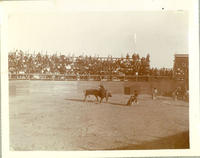 [Bull charging man on horseback while matadors look on in arena]