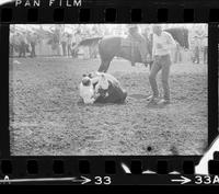 Pat Krause Steer wrestling