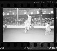 George Paul on Bull #69