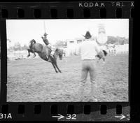 Dick Gifford on Pay Window amateur saddle bronc riding