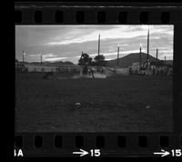 Carl Draper Calf roping, 12.1 Sec