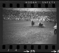 Jim Painter Steer wrestling