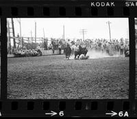 Ron Cummings Steer wrestling