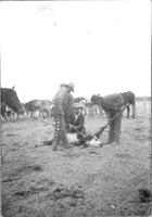 [Four cowboys treating calf]