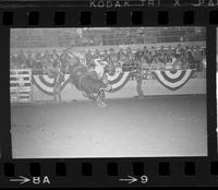 Wayne Fiscus on Bull #117