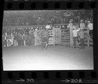 Jim Friedli on Bull #6