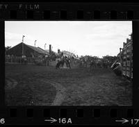 Roy Reger Calf roping