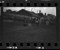 Ron Sullivan Calf roping