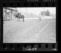 John Zinzer on Bull #74