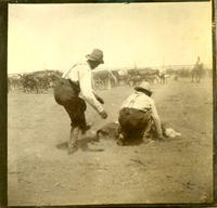 [Two cowboys preparing roped calf for branding]