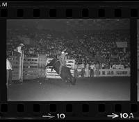 John Patterson on Bull #19