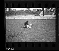 [Unknown cowgirl calf roping]