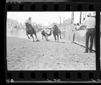 Maury Whyte Steer wrestling