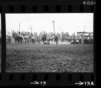 John Biggs Steer wrestling
