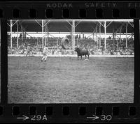 Bunky Bogarts & bull