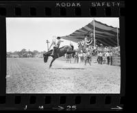 Sandy Kirby on Bald Hornet