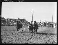 Martin Bunker Steer Wrestling