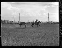 Troy Forte Steer Roping  "1st G o Around"