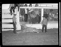 "Hippo" & Kids, Fess Reynolds Lion
