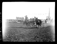 Joe Madden Steer Wrestling