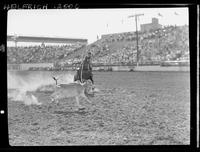 Zip Peterson calf roping